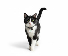PETQUALITY SureFlap key fob pack of two for multi-cat homes