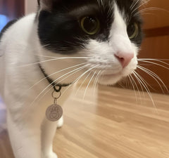 PETQUALITY SureFlap key fob with a unique code for each cat