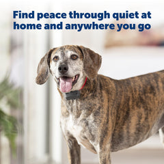 PetSafe Basic Bark Control Collar on a dog during training with visible adjustable strap