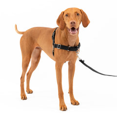 PetSafe Easy Walk Harness front view with front leash attachment for pull-free walks