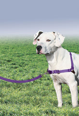 PetSafe Easy Walk harness side view showing lightweight breathable fit during long strolls