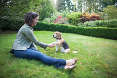 PetSafe Elite Little Dog neck size 6–26 inches for flexible fitting.