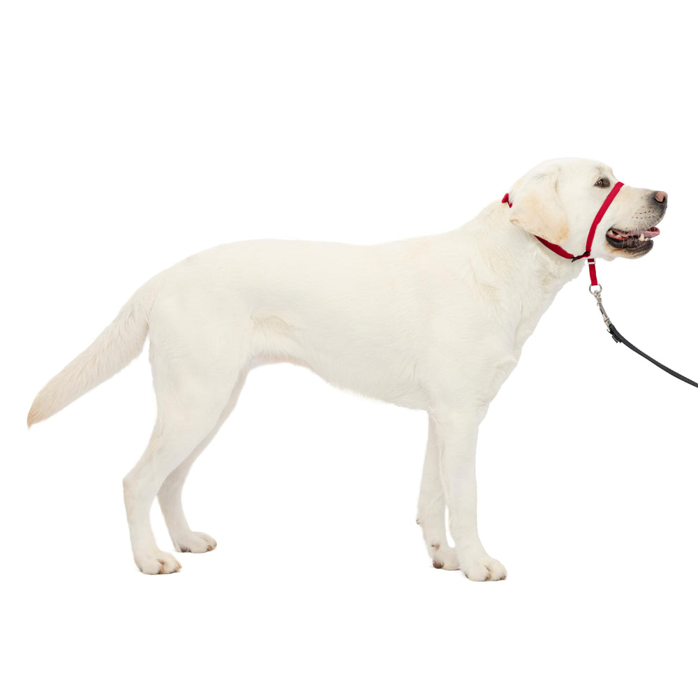 PetSafe Gentle Leader, vista frontal del collar para paseo controlado