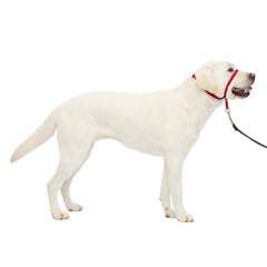 PetSafe Gentle Leader, vista frontal del collar para paseo controlado