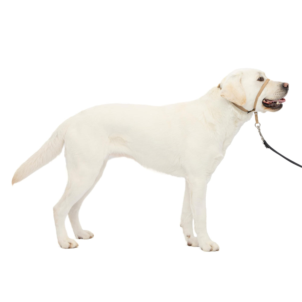 PetSafe Gentle Leader headcollar nose-loop closeup for comfortable no-pull control