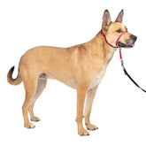 Petsafe Gentle Leader headcollar nose-loop red on dog for pull-free walks.