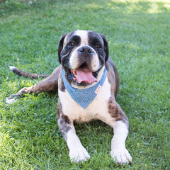 Pettsie matching owner bracelet blue-set emphasizes bond and coordinated style.