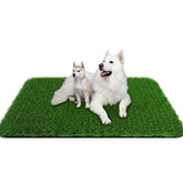 PICK FOR LIFE Grass Pad dogs full-size view offers ample room for easy potty breaks.
