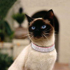 Pimaodog pink rhinestone collar on dogs ready for events