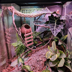 PINVNBY Crested Gecko Coco Hut ladder side view highlights climbing enrichment