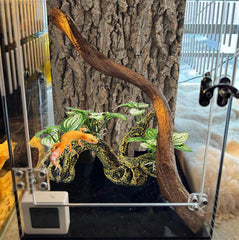 PINVNBY resin branch leaves detail adds natural ambiance with shade and security