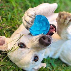 Bola PJDH 3 pulgadas duradera para perros activos.