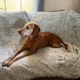 PJYuCien dog blanket soft double-sided fleece for cozy warmth and comfort.