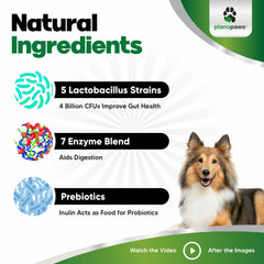 Planopaws dog treats chicken-flavor chews closeup with appealing texture.