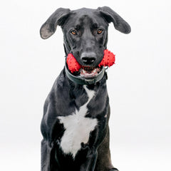 Playology beef-scented teething bone close-up with squeaker for interactive play.