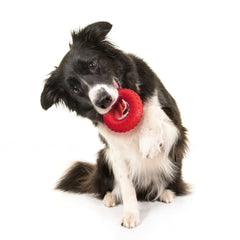 Playology durable dog toy designed for indoor fetch and chew play.