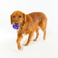 Playology easy-clean dog toy; rinse with warm water after play.