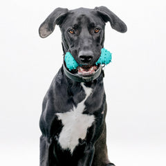 Playology encapsiscent technology scent-release helps longer chew engagement.