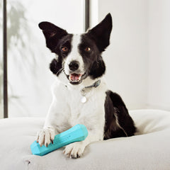 Playology floating-dog-toy-water-fetch enables pool and beach play.