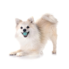 Durable non-toxic Playology Squeaky Chew Ball suited for dogs up to 15 lbs.