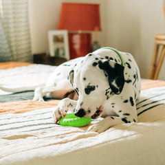 Playology sweet potato scented dog toy rolling action for interactive play