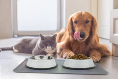Podinor stainless steel dog bowls are dishwasher safe for easy cleanup.