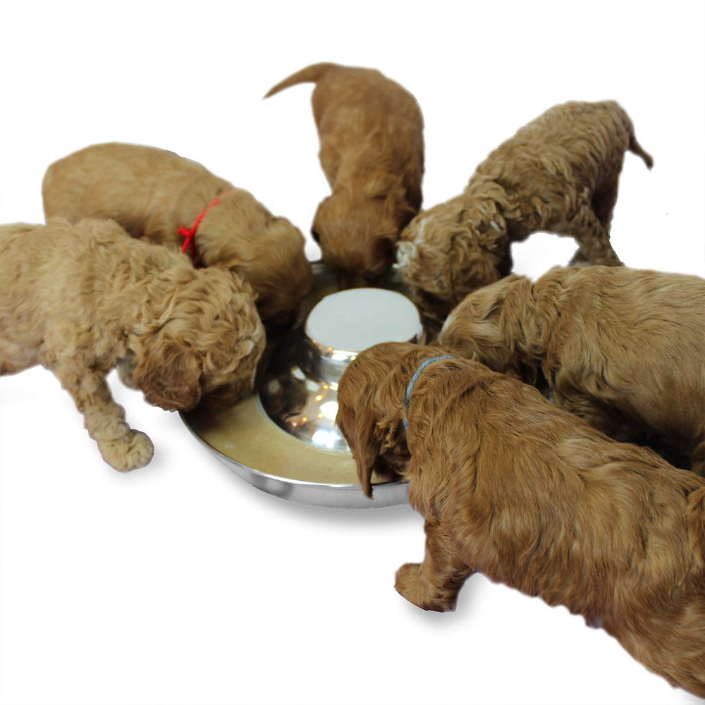 Podinor stainless steel puppy bowls closeup shows durable, easy-to-clean feeding surface.