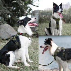 PoyPet no-pull harness reflective strap enhances visibility during night walks.