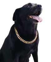 PP COLOR Gold Chain Dog Collar closeup polish highlights smooth finish for comfortable wear