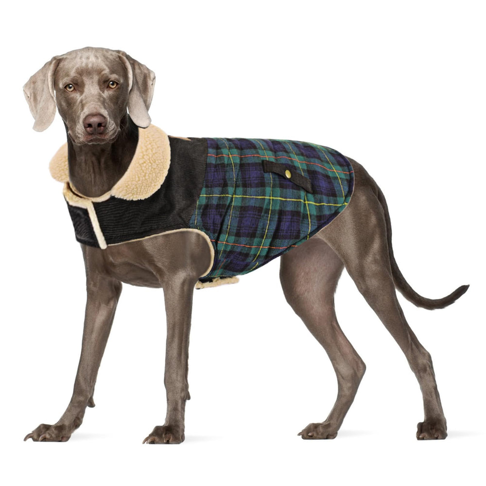 Preferhouse winter coat on a small dog in green plaid for outdoor warmth.