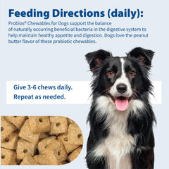 Dog enjoying Probios chewable treat during feeding.