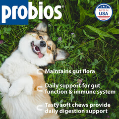 Close-up of Probios Dog Soft Chews showing soft texture for simple dosing.