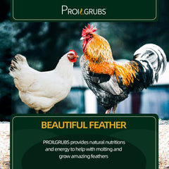 PROILGRUBS dried BSFL grubs close-up highlighting natural protein source for hens