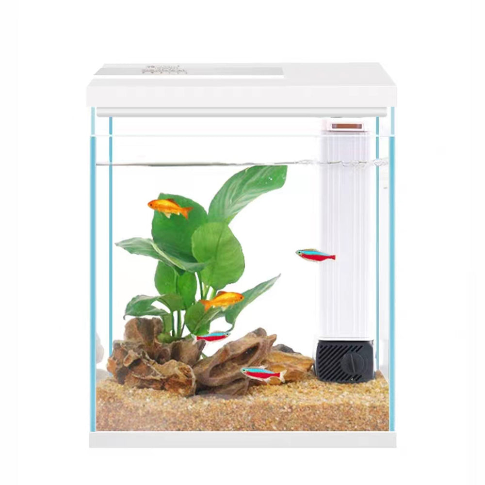 Pronetcus betta tank front view—compact 2-gallon glass aquarium ideal for beginners