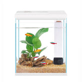 Pronetcus betta tank front view—compact 2-gallon glass aquarium ideal for beginners