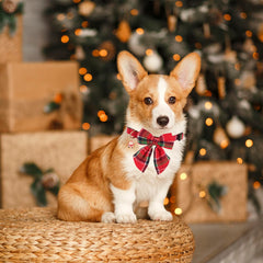 PTDECOR durable buckle and D-ring for leash attachment