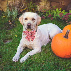 PTDECOR dog collar with D-ring for ID tag and leash attachment