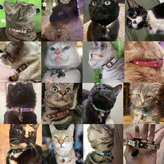 Pugs to Persians Coffee Cat Collar with Bell in green, small size for kittens and indoor wear.