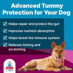 Pup Labs K9 Belly Bliss topper over wet food—may help easy meal acceptance and digestive comfort.