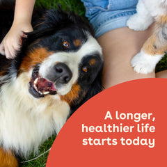 Peanut butter and jelly flavor label signals tasty, dog-friendly supplementation.