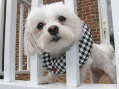 Puppy Bumpers black-white check up to 10 inches protects small dogs from fence escapes.