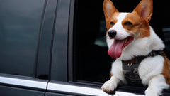 Puppytie adjustable strap detail enables a comfy, custom fit for growing dogs.
