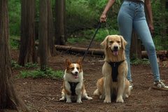 Puppytie multi-function leash use case demonstrates versatile daily walking setup.