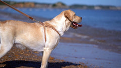 Puppytie soft adjustable straps close-up highlights gentle comfort and reduced neck pressure.