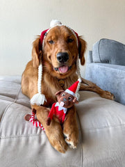 PUPROAR Pooch on a Perch elf toy with squeaker excites dogs during playtime.