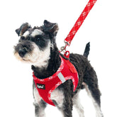 Arnés PUPTECK para perro XS, vista frontal, cómodo y ajustable para paseos diarios.