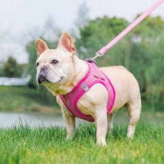 PUPTECK step-in harness design enables easy on off for busy owners