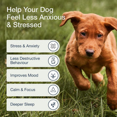 Pure Dogs Co calming chews soft chew closeup showing texture and palatable taste