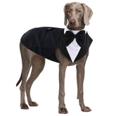 QBLEEV large dog tuxedo with bandana ready for formal photos