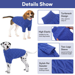 Queenmore dachshund wearing sweater for cozy Halloween or autumn outings